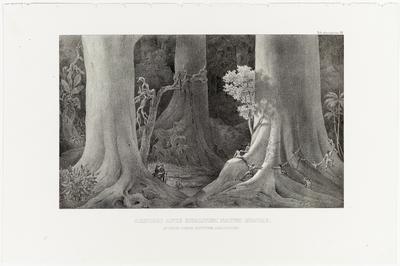 (As árvores que nasceram antes de Cristo na floresta às margens do Rio Amazonas)