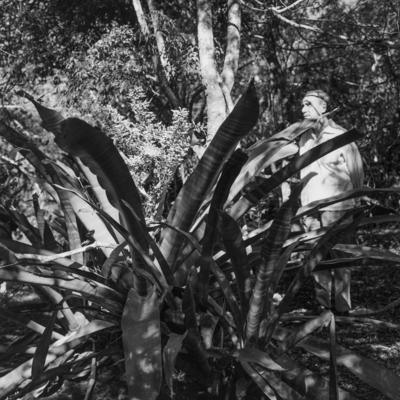 Flora no Sítio Burle Marx