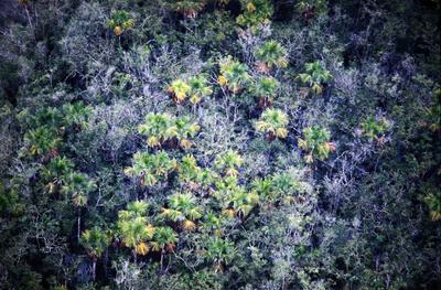 Vista aérea para floresta