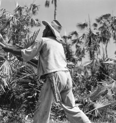 Extração e produção da Carnaúba