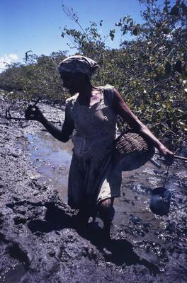 Série Caranguejeiras - Catadora de caranguejo
