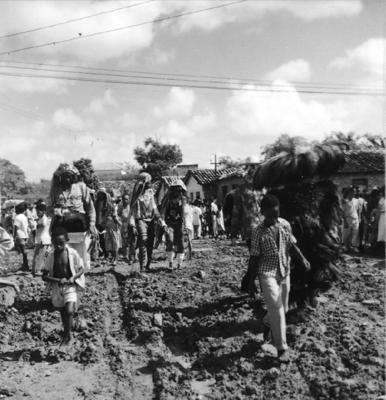 Bumba meu boi, festa popular