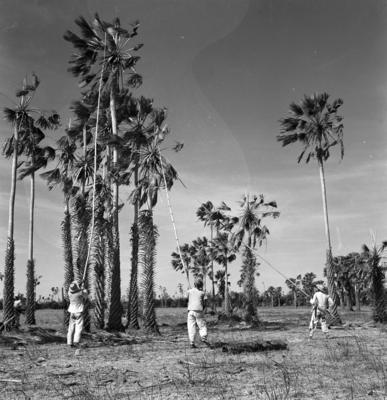 Extração e produção da Carnaúba
