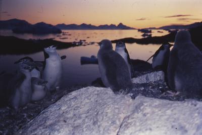 Pinguins ao entardecer