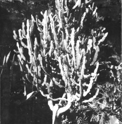 Flora no Sitio Burle Marx