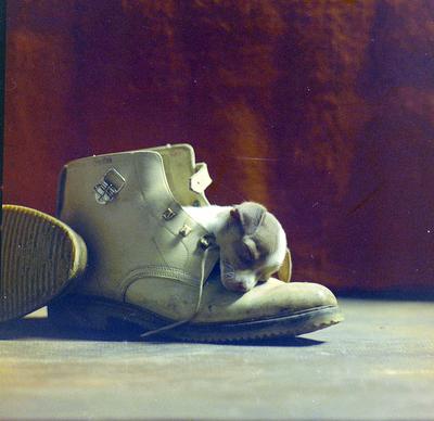 Campanha publicitária - cachorro