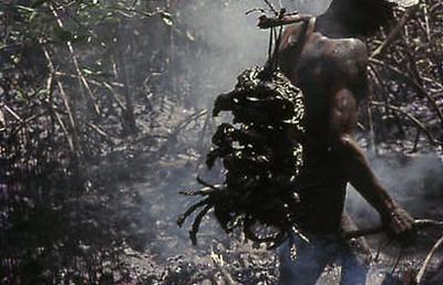 Série Caranguejeiras - Catador de caranguejo