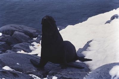 Aventuras de Igor na Antártida