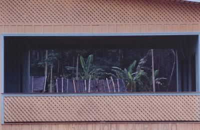 Ao fundo, bananeiras