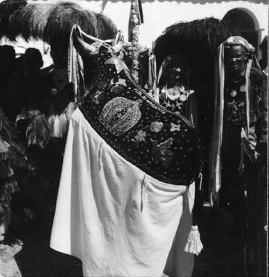 Bumba meu boi, festa popular