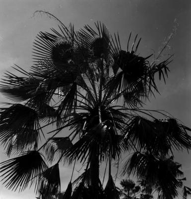 Extração e produção da Carnaúba