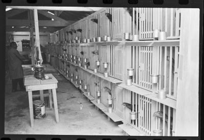 Galos usados para briga de galos