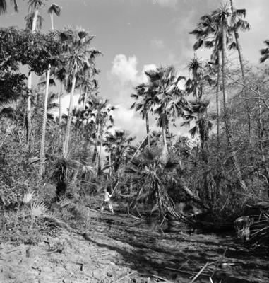 Extração e produção da Carnaúba