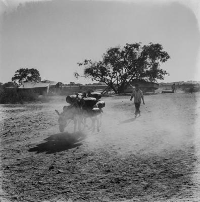 Bom Jesus da Lapa, jegues