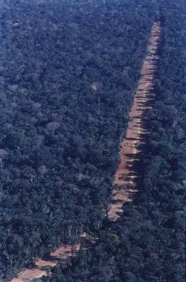 Vista aérea de estrada em meio à floresta