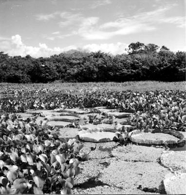 Plantas aquáticas, vitória-régia