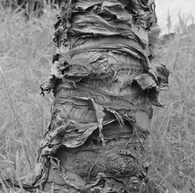 Flora, no Sítio Burle Marx