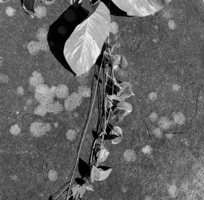 Flora no Sítio Burle Marx