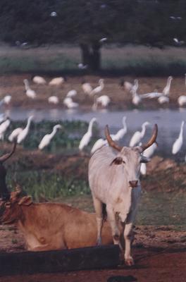 Gado e aves ao fundo