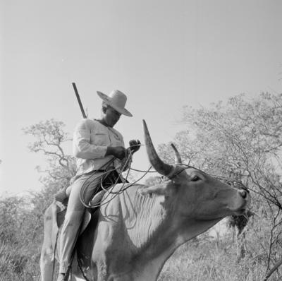 Vaqueiro - Ilha Mexiana