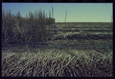 Produção de filme institucional sobre usinas de açúcar