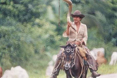 Boiadeiro conduz gado