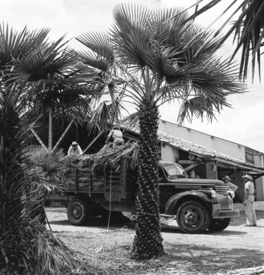 Extração e produção da Carnaúba