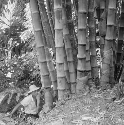 Flora no Sítio Burle Marx