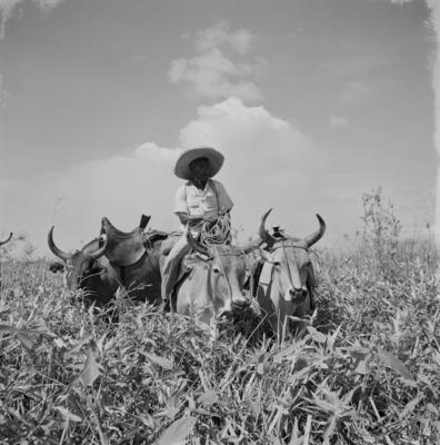 Caça de jacarés na Ilha Mexiana