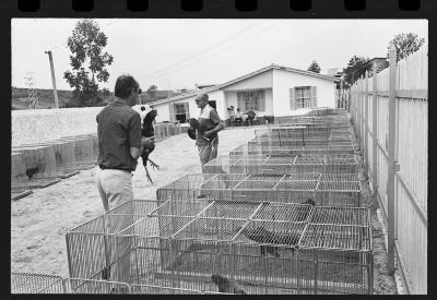 Galos usados para briga de galos