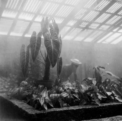 Flora no Sítio Burle Marx