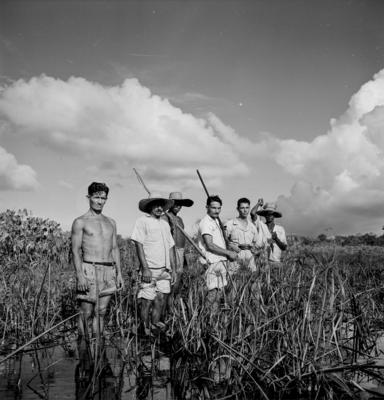 Caça de jacarés na Ilha Mexiana
