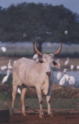 Gado e aves ao fundo