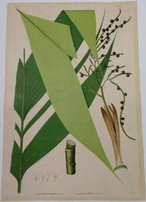 A. Geonoma Chapadensis   B.Geonoma Altissima