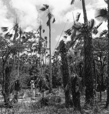 Extração e produção da Carnaúba