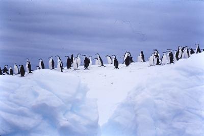 Aventuras de Igor na Antártida