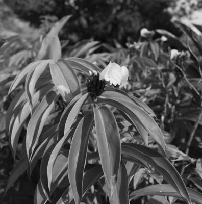 Flora no Sítio Burle Marx
