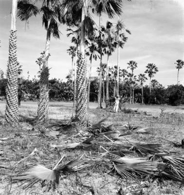 Extração e produção da Carnaúba