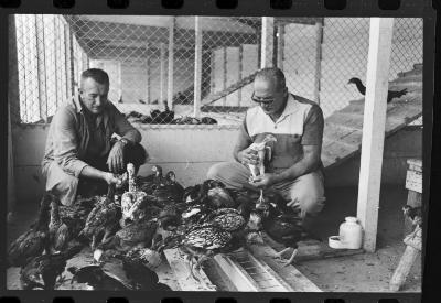 Galos usados para briga de galos