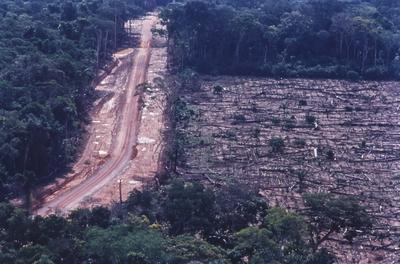 Vista aérea de estrada em meio à floresta