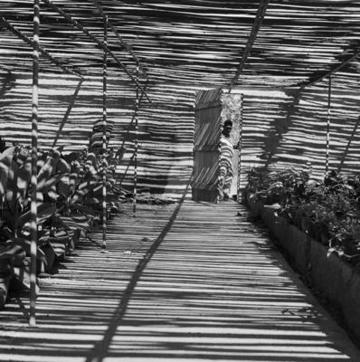 Funcionário do Sítio Burle Marx