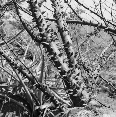 Flora no Sítio Burle Marx