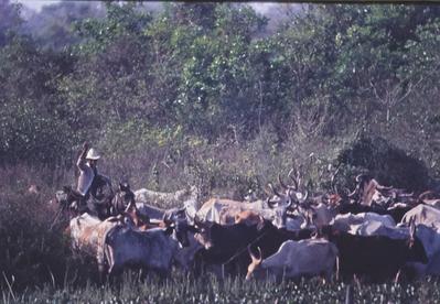 Boiadeiro conduz gado, rebanho