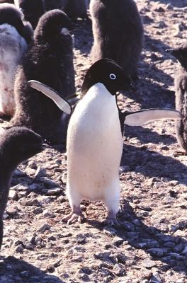 Aventuras de Igor na Antártida