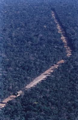 Vista aérea de estrada em meio à floresta