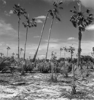 Extração e produção da Carnaúba