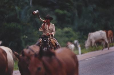Boiadeiro conduz gado