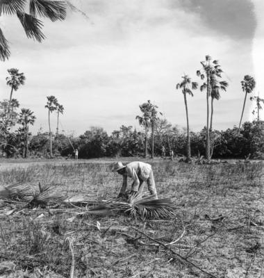 Extração e produção da Carnaúba