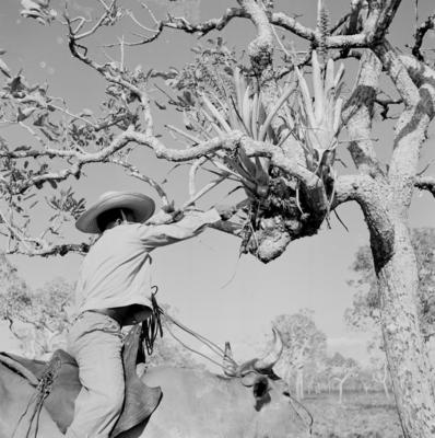 Vaqueiro - Ilha Mexiana