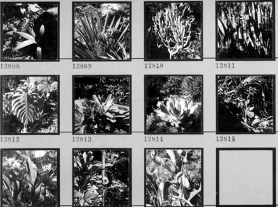 Flora no Sítio Burle Marx